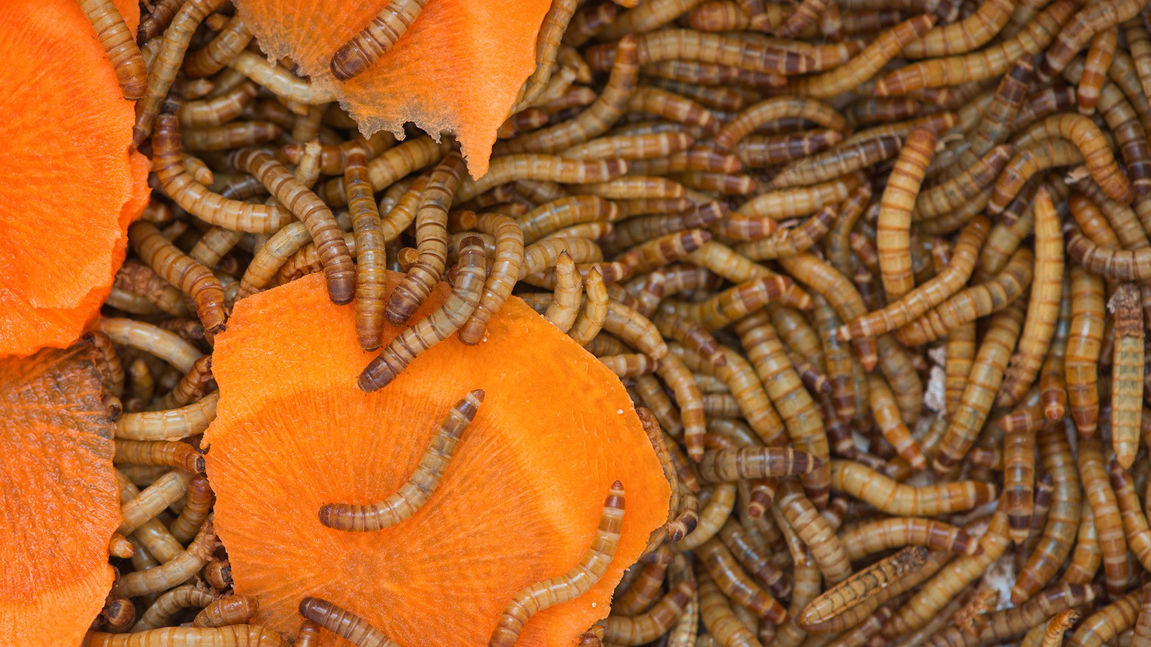 Insekter